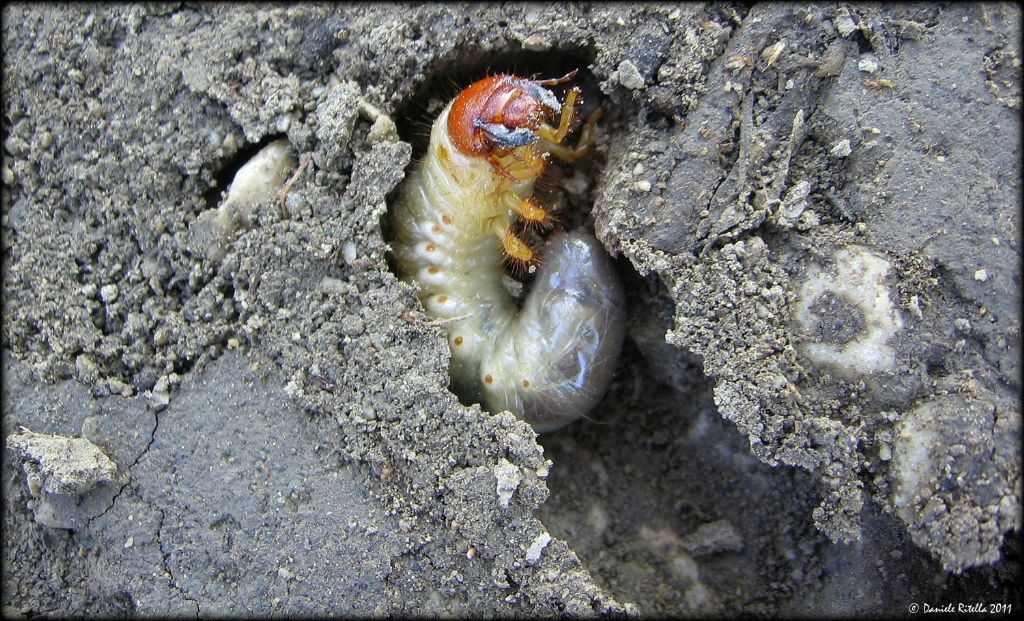 Larva di Oryctes nasicornis?